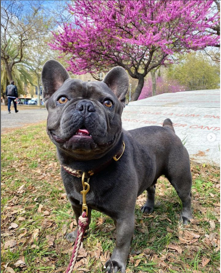 FrenchBullDogd5's tweet photo. Hello Easter 🌸🐰💐💖🌷💙🐾
.
.
#frenchie #frenchbulldoguk #frenchies #frenchiesuk #kent #kentdogs https://t.co/T8JNUox0kq