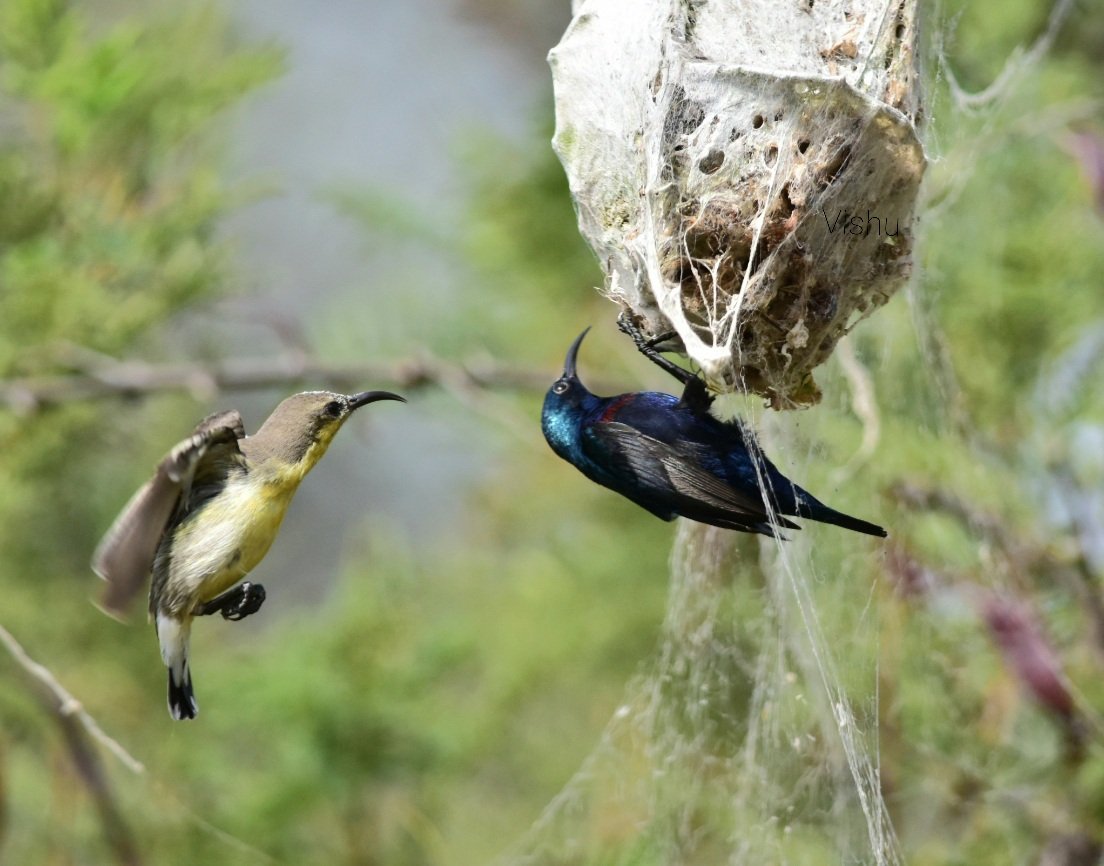 vishwaroopa19's tweet image. Mr &amp;amp; Mrs Sunbird 
2020,Nikon Gears 
#NaturePhotography
#BirdsSeenIn2021
#beauty
#wildindiaecotours #birds #birdphotography #birdwatching #wildlifephotography #twitternaturecommunity #IndiAves #Luv4Wilds @Avibase