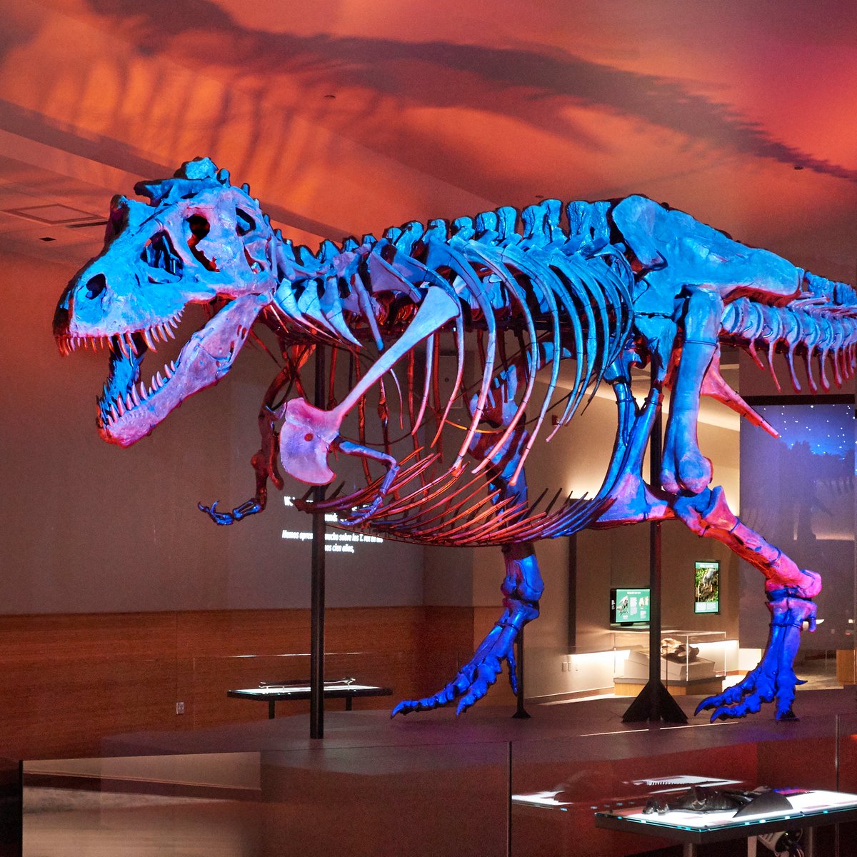 Field Museum tweet media