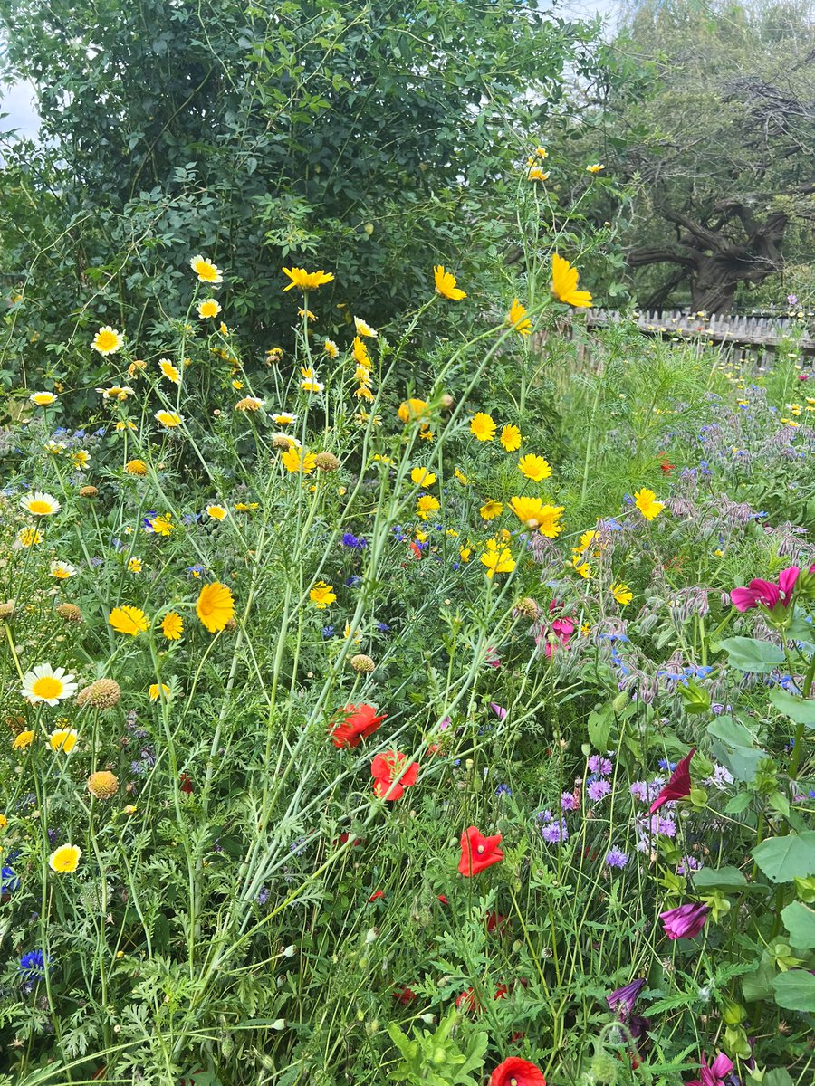 Nature tamed and nature wild - a bowling green and wild flowers on Hampstead Heath, about 50 yards apart. 

#LondonNationalParkCity #HampsteadHeath