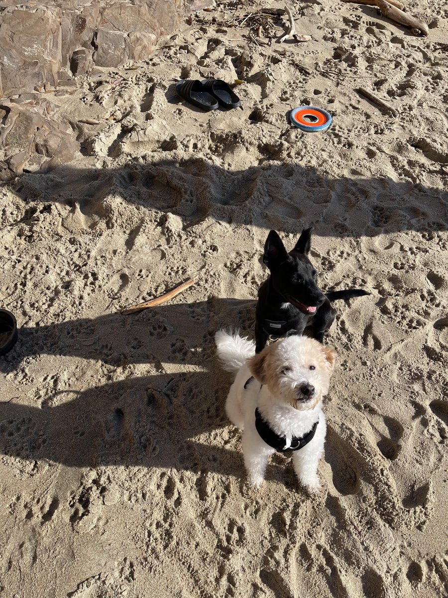 DPSRescue's tweet image. Check out Luna (previously Gretchen) enjoying beach day with her sibling and soaking up the sun! #DPSAlumni