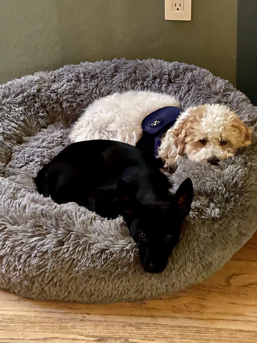 DPSRescue's tweet image. Check out Luna (previously Gretchen) enjoying beach day with her sibling and soaking up the sun! #DPSAlumni