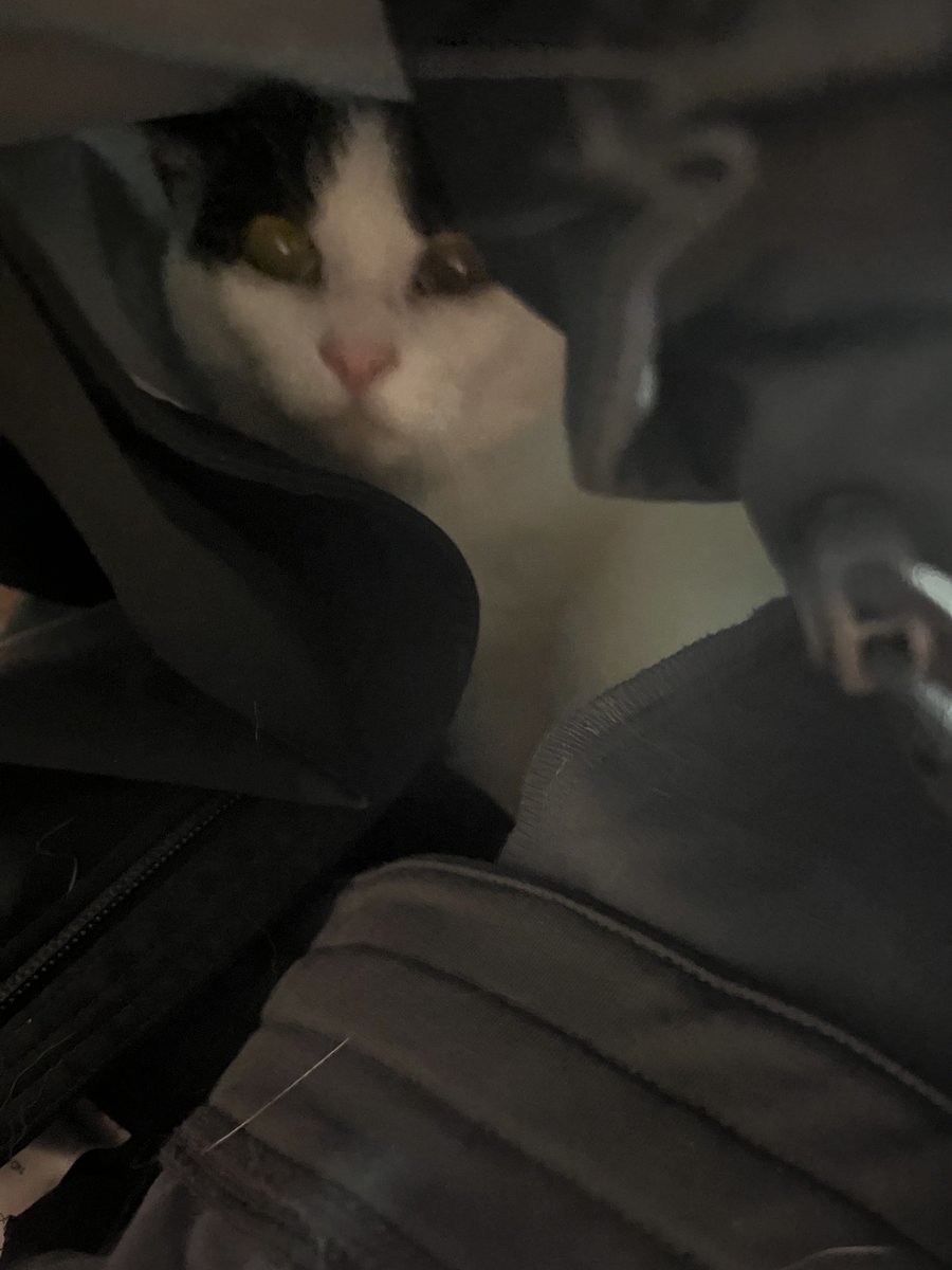___Miga___'s tweet photo. @CatWorkers me in the backseat https://t.co/9LuXrN3zSc