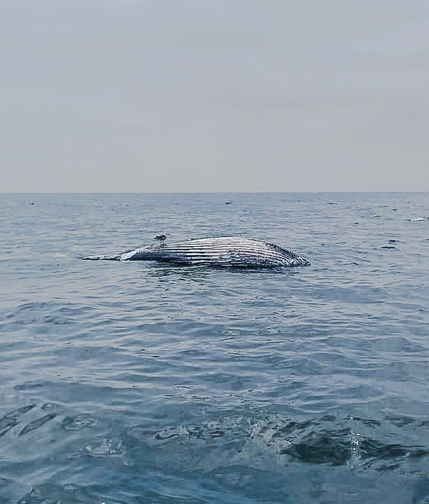 Dead whale right now about two miles off Deal - 📸: Dan Birdsall <a href="/News12NJ/">News12NJ</a>