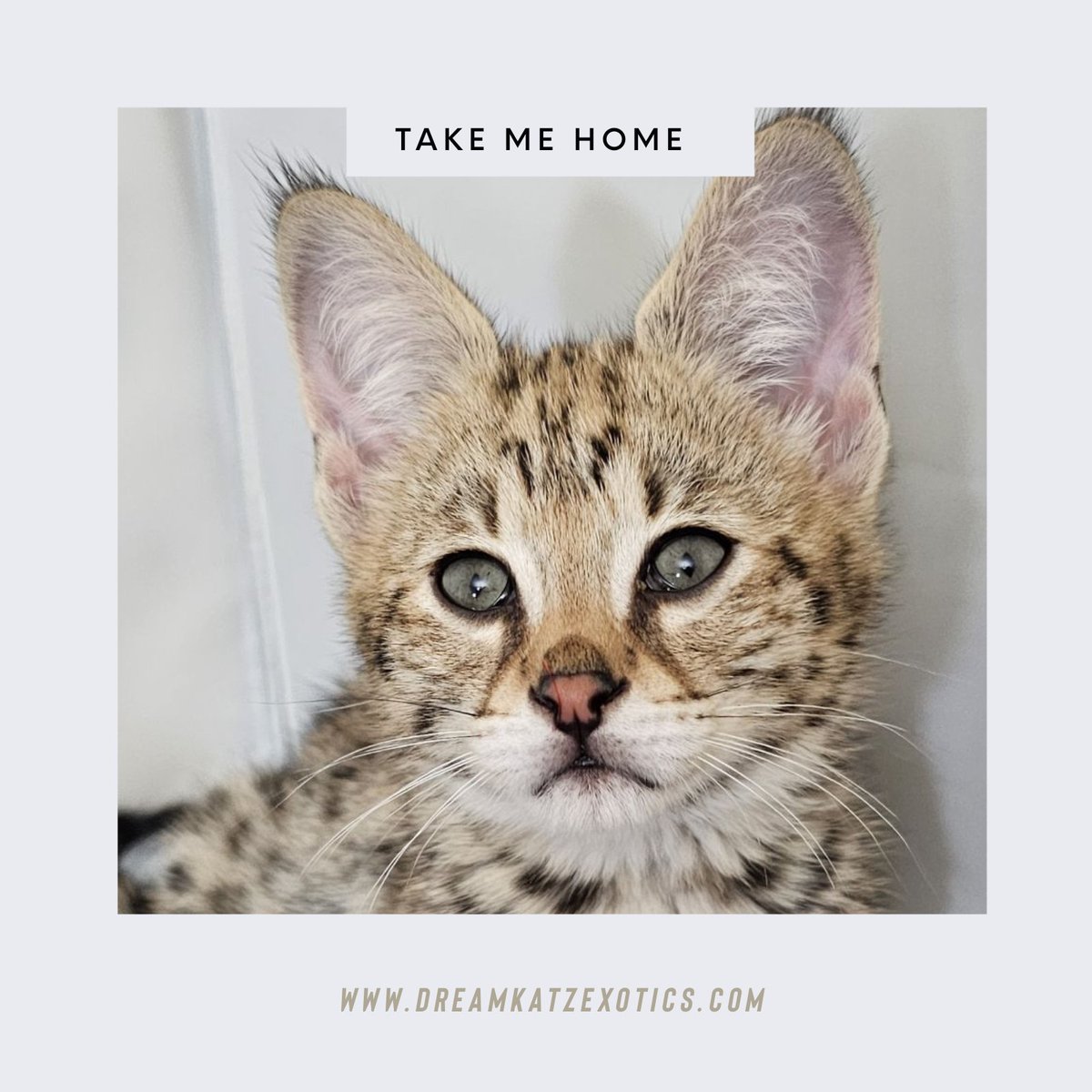 Dreamkatz Exotics Savannahs tweet media