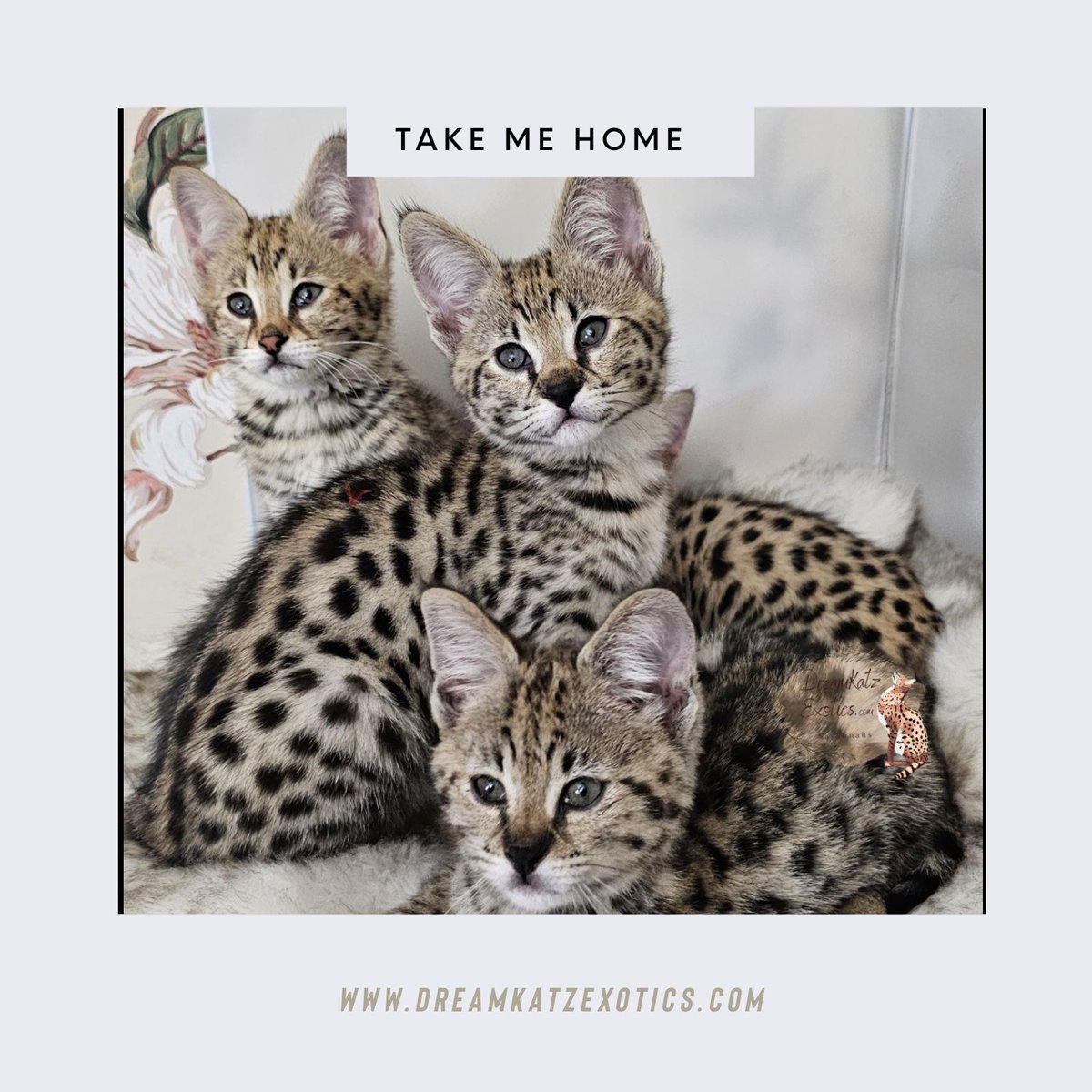 Dreamkatz Exotics Savannahs tweet media