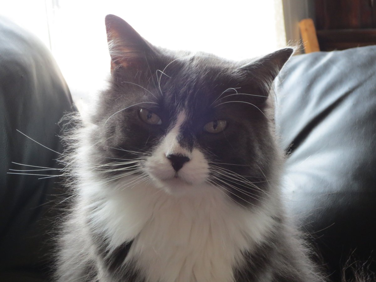 bambamellis's tweet photo. i am ...,,, .m bambam !?(
#CatsOfTwitter #NotTrubbs #NotBatman #LoveableDork https://t.co/Uyhxc3AyGo