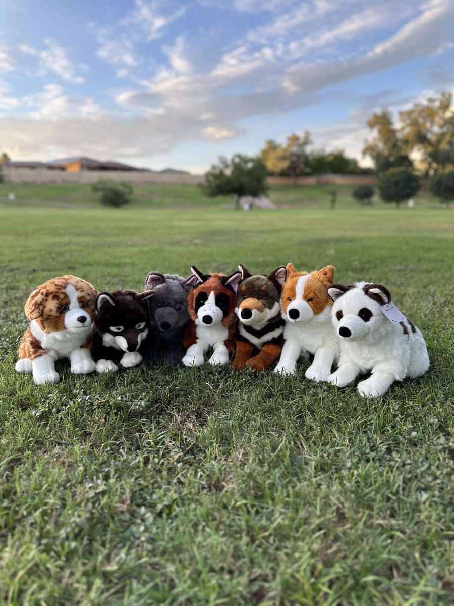 primeshibashop's tweet image. My fur babies have their morning meeting! 🌞🐺 #primeshiba #dogplush
