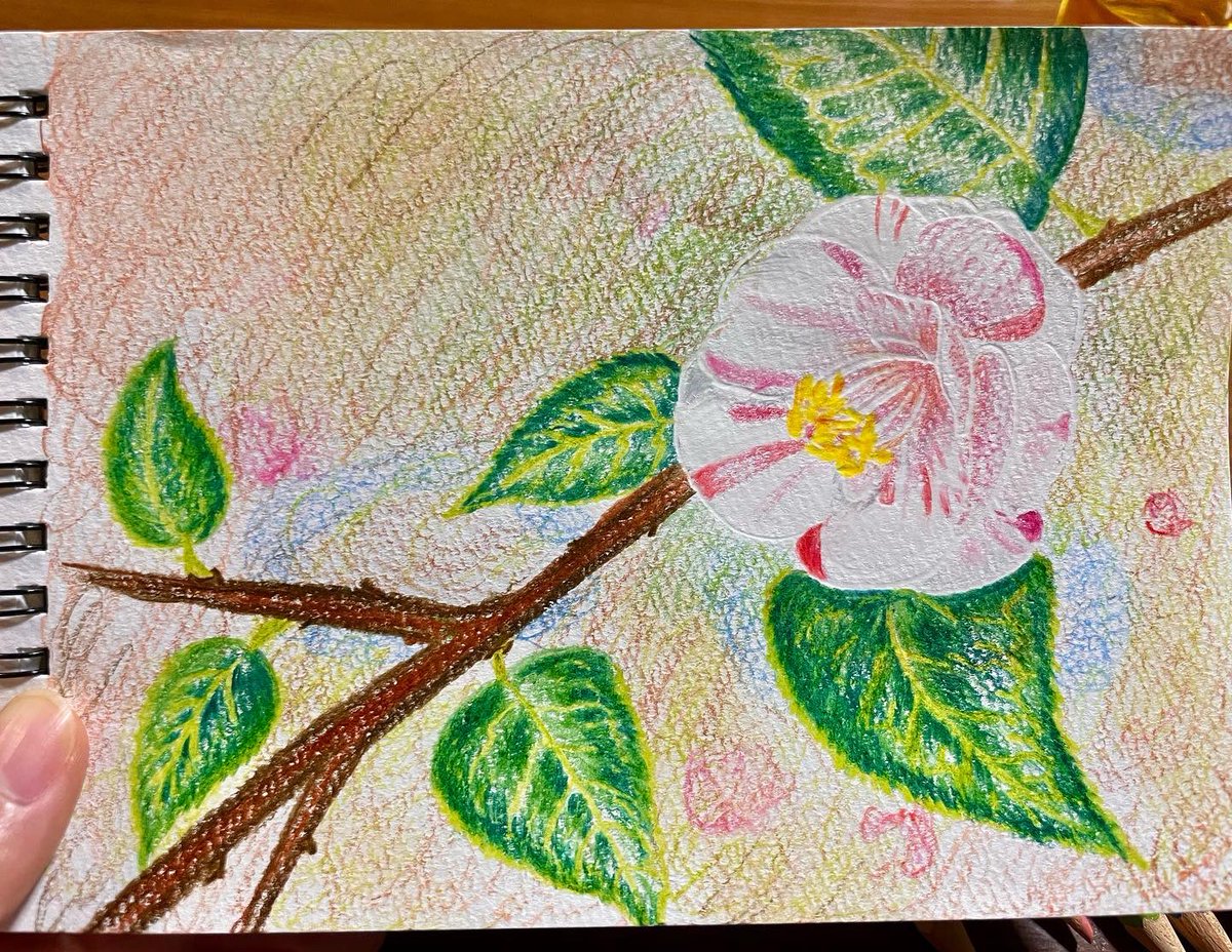chi_rocktopus's tweet photo. 祖父が愛する椿を色えんぴつで描いてみました。 https://t.co/4Hj0od82ec