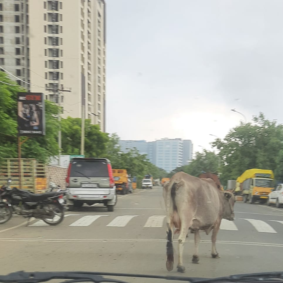 cryptovineeth's tweet photo. @ChennaiTraffic 
@chennaipolice_ 
@tnpoliceoffl 
@chennaicorp
@CMOTamilnadu
#cow all over the road
Location:Anna Nedunchalai perungudi 
Date:12/08/2023
Time:9:12 am https://t.co/NbceNOxMD1