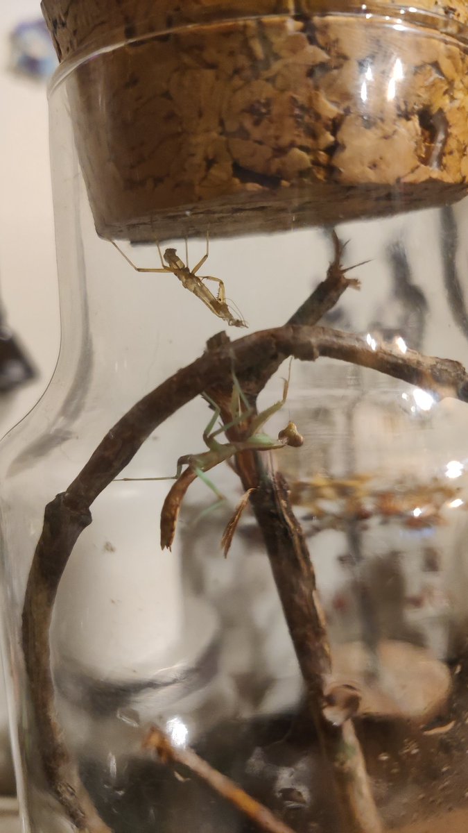 hannahlikeapuma's tweet photo. Mantis Khan had his first molt 🥹 https://t.co/NihRQdX24h