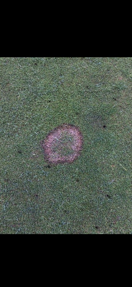 MorenoD86's tweet photo. @iTweetTurf A little collection from over the years https://t.co/8gf7R8uKgj