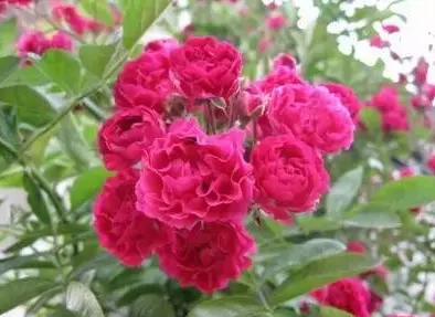 Liza3068's tweet photo. "I told the flowers the secret, and they filled the alley."👧 https://t.co/cIS7qn3Qe0