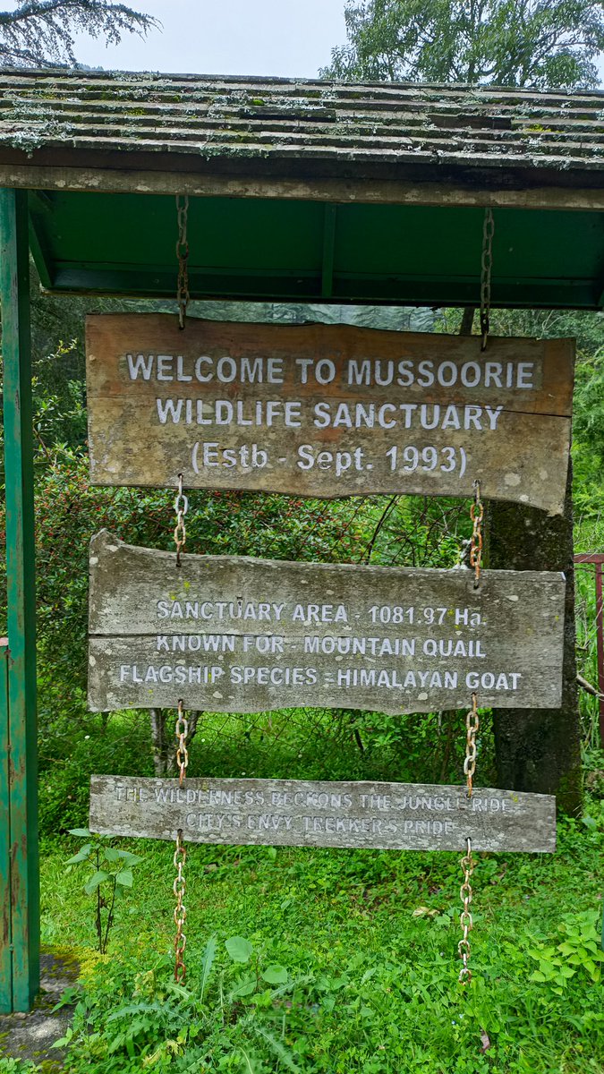ambica_jain12's tweet image. Did a 20 km long trek via Binog wildlife Sanctuary and Clouds' end. Never imagined that I would be able to do this. 

Endurance is about finding newer boundaries. 
#Trekking #Mussoorie #IAStraining.