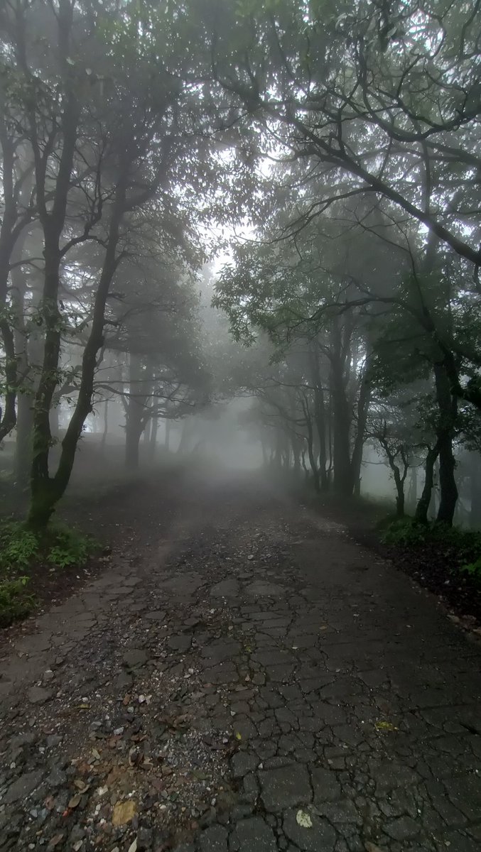 ambica_jain12's tweet image. Did a 20 km long trek via Binog wildlife Sanctuary and Clouds' end. Never imagined that I would be able to do this. 

Endurance is about finding newer boundaries. 
#Trekking #Mussoorie #IAStraining.