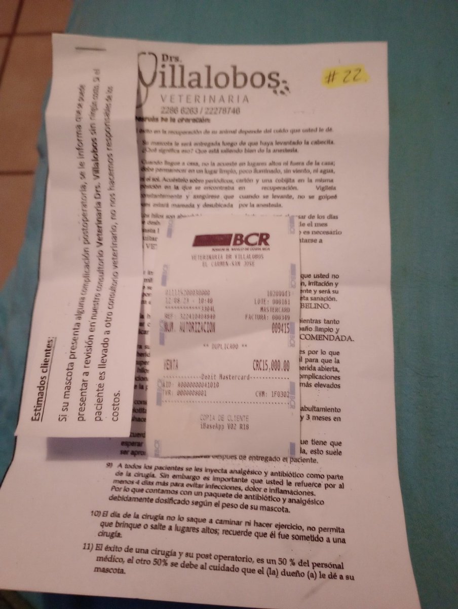 maus1478's tweet photo. Esto es solo el trabajo en equipo, gracias a los que confían en nuestro trabajo ya estás nenas nunca más serán preñadas ahora es tiempo de cuidarlas y que en algún momento encuentren un hogar de nuevo mil gracias . https://t.co/pXfv5jx6SO