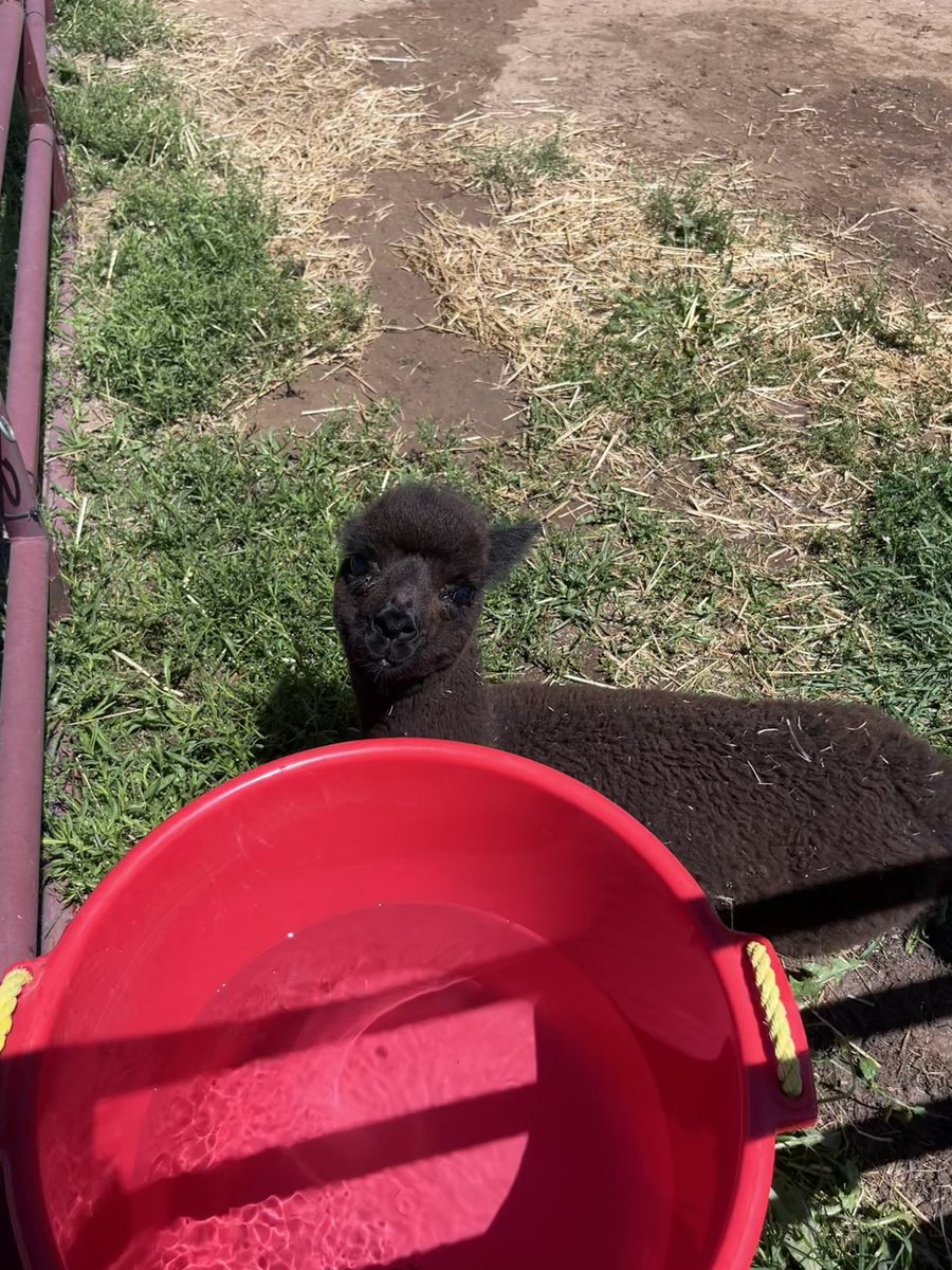 She’s too young for the hose boy. Sorry dear.