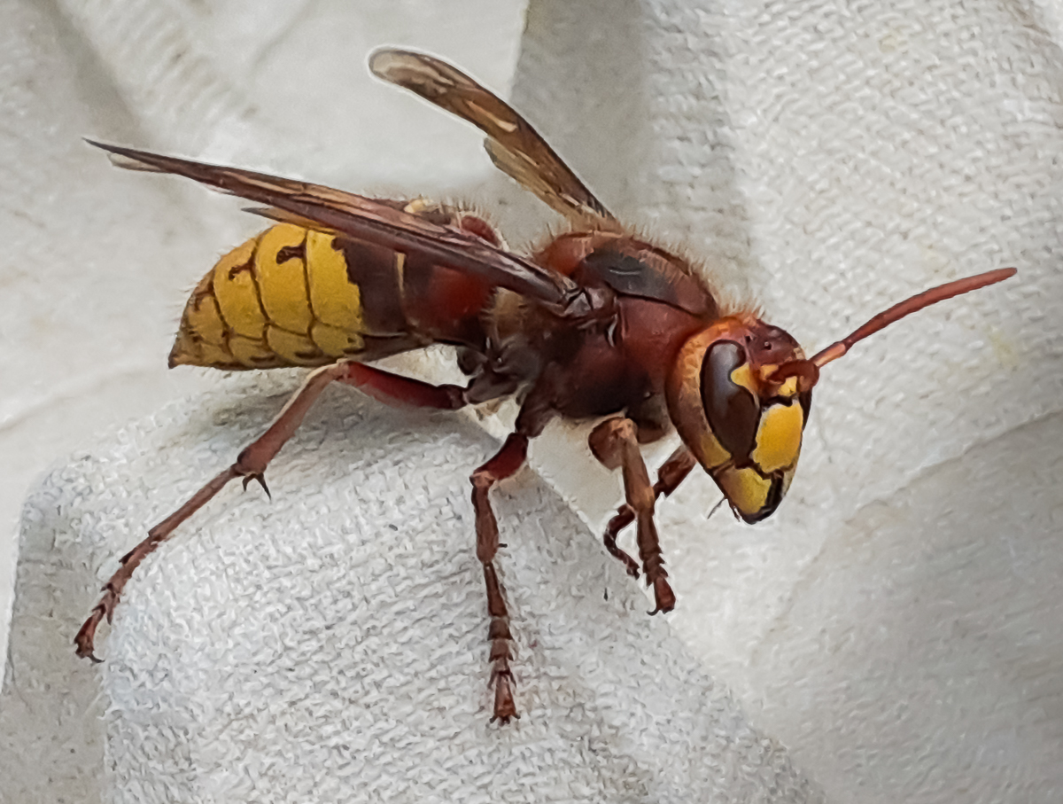 Photography_A_J's tweet photo. Notable micros for the Hampshire garden trap last night - Stenolechia gemmella, Aproaerema anthyllidella, and Rhyacionia pinicolana. However this Hornet was a bit easier to photograph, always a few in the trap over the past month, very chilled out like this one. #InsectsMatter https://t.co/oe0sKYWlct