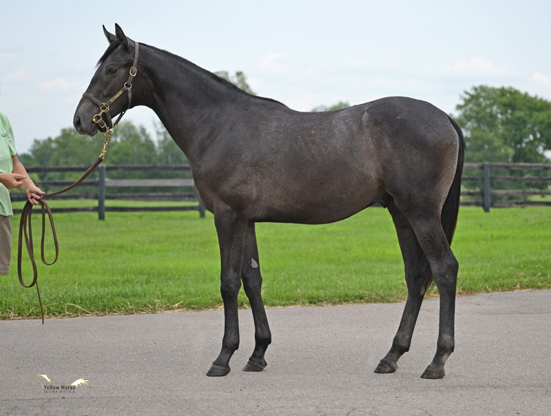 Gainesway tweet media