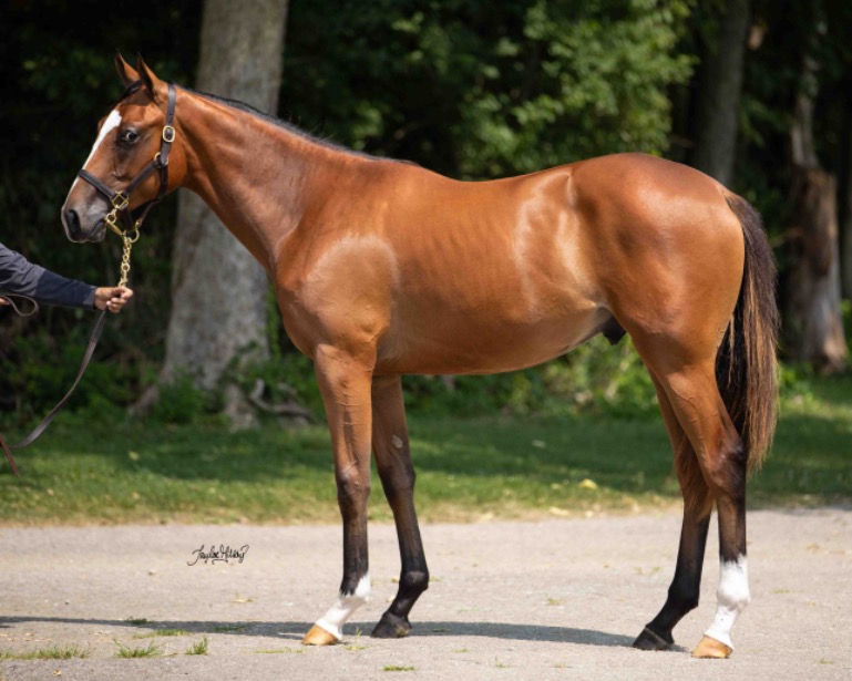 Gainesway tweet media