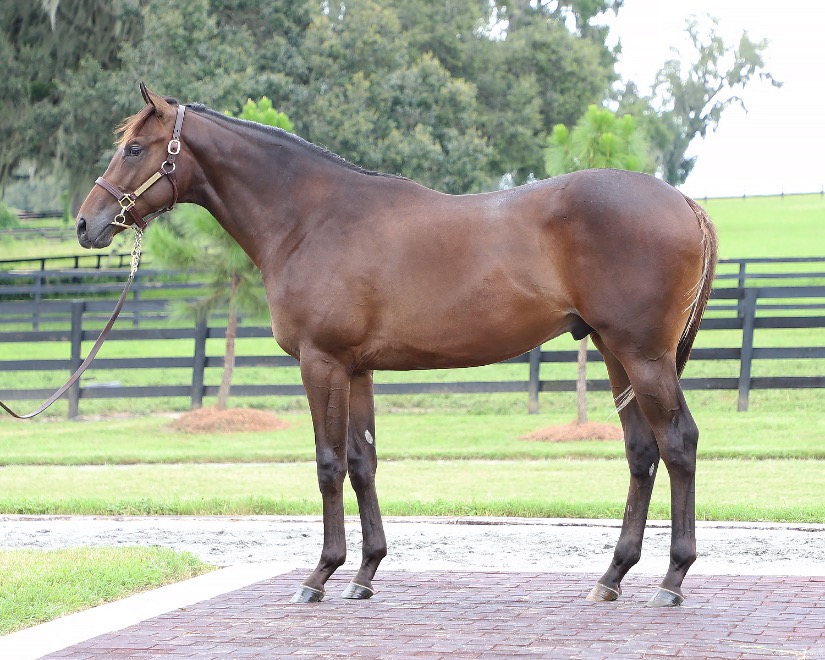 Gainesway tweet media