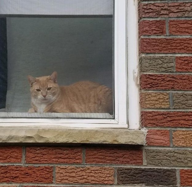 phunnyphilly's tweet image. Maybe his name is Tasker Morris-the-Cat...

#WindowCat #SeenInPhilly