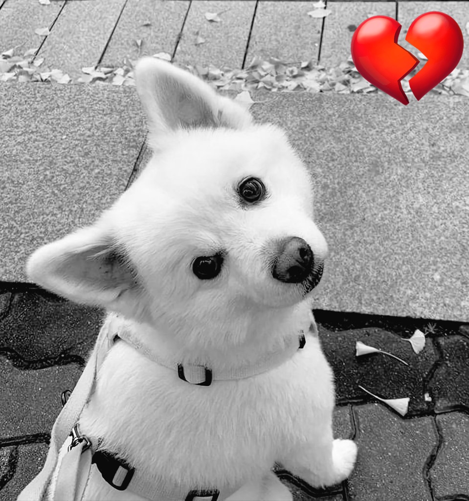 AnnDul's tweet photo. R.I.P. 💔😭🌈
#Moni
#restinpeace
#restinpeaceMoni
#RM https://t.co/rUPypI60Ys