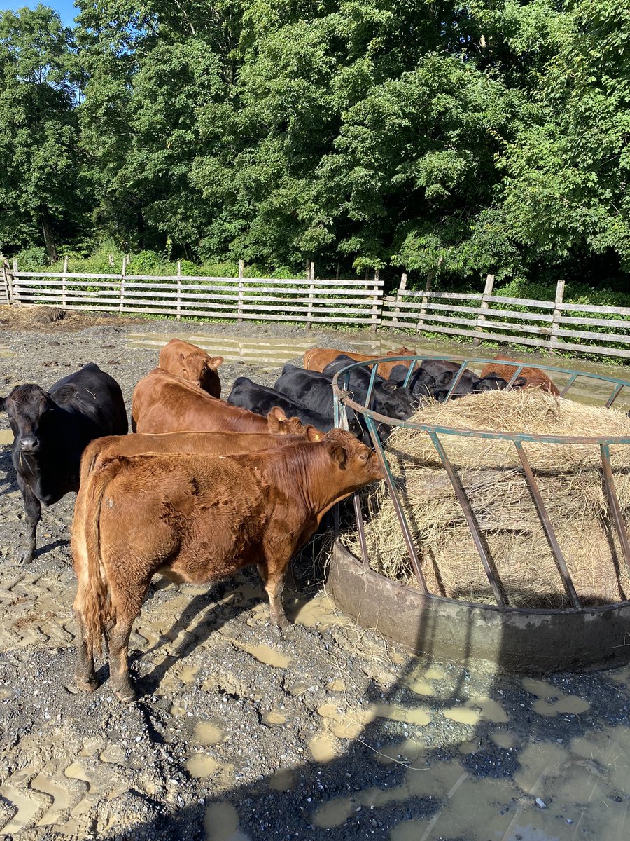 Great set of local calves in. Type of calves you get excited for every year #eatbeef #vbp #cdnag #nbag <a href="/GelbviehCanada/">Canadian Gelbvieh</a>