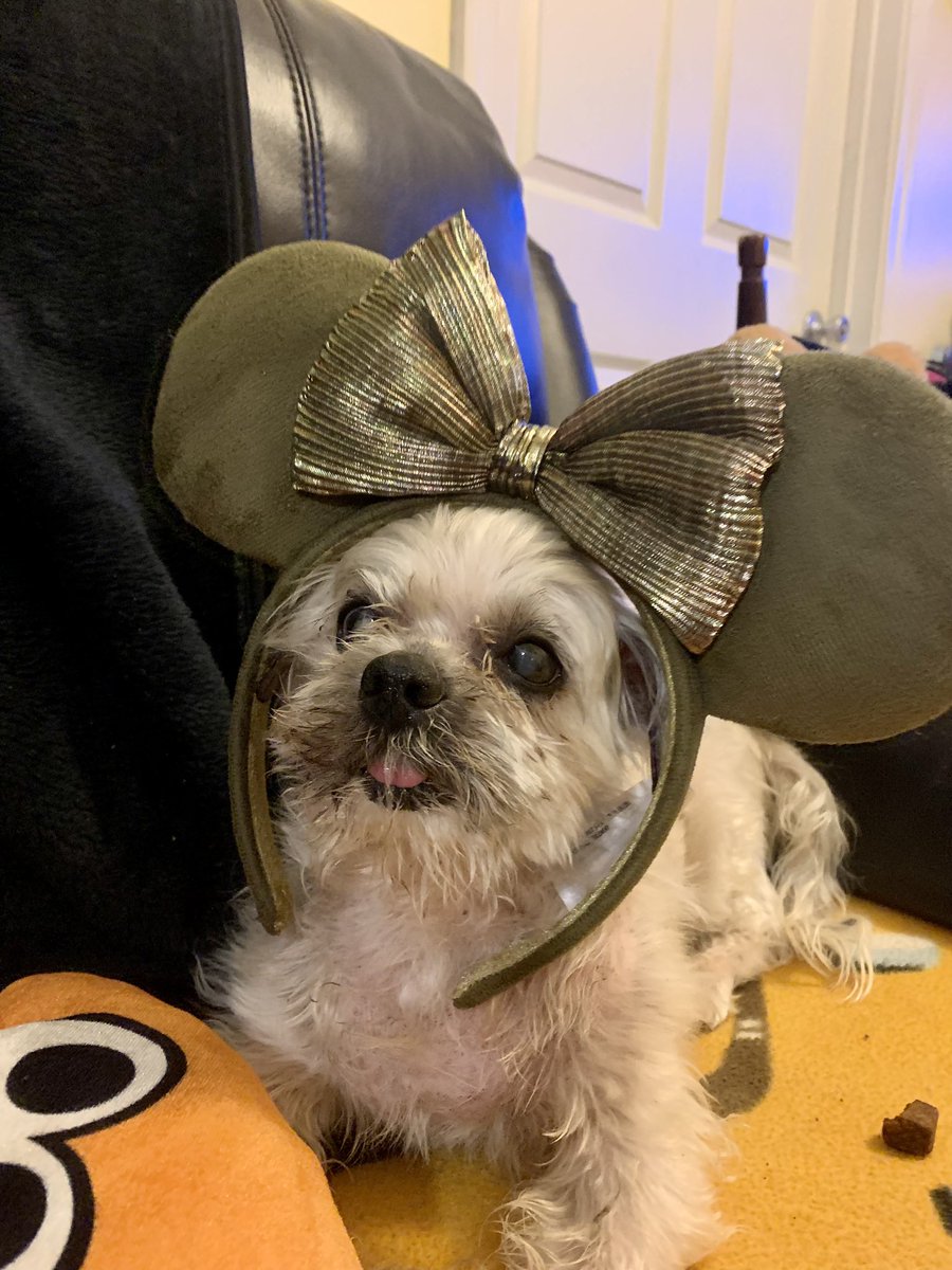 KoolBreezze8's tweet image. My 14 year old shitzhu yorkie passed away this morning from kidney failure. We found him left in an abandoned house in 2010 &amp;amp; took care of him ever since. I love you &amp;amp; will miss you my boy. See you on the other side one day RJ💔😞