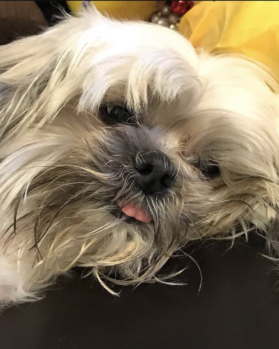 KoolBreezze8's tweet image. My 14 year old shitzhu yorkie passed away this morning from kidney failure. We found him left in an abandoned house in 2010 &amp;amp; took care of him ever since. I love you &amp;amp; will miss you my boy. See you on the other side one day RJ💔😞