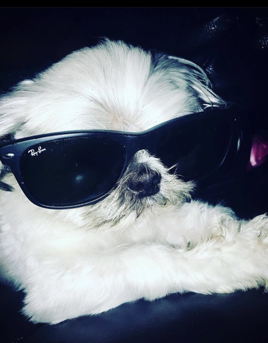KoolBreezze8's tweet image. My 14 year old shitzhu yorkie passed away this morning from kidney failure. We found him left in an abandoned house in 2010 &amp;amp; took care of him ever since. I love you &amp;amp; will miss you my boy. See you on the other side one day RJ💔😞