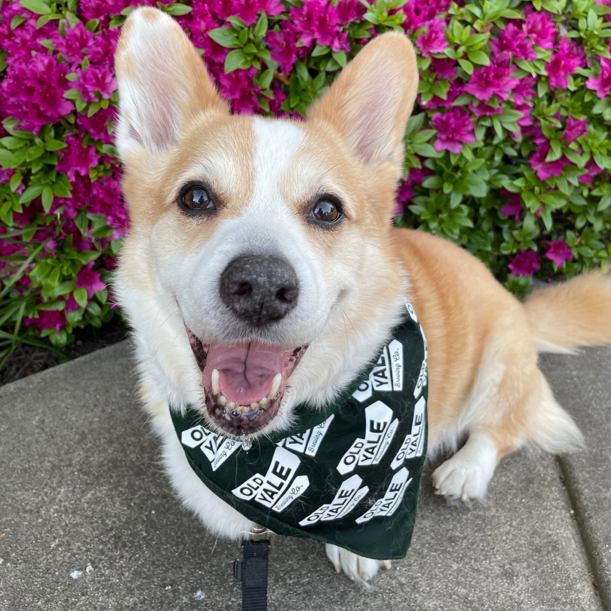 This #StaffSaturday we are excited to welcome Leurie! They are our new Kennel Coordinator and have been working with PADS since June 1st.  Fun fact about Leurie is that they own a nine year-old corgi named Prince! If you are wondering, he does in fact act like he is a prince. 😜