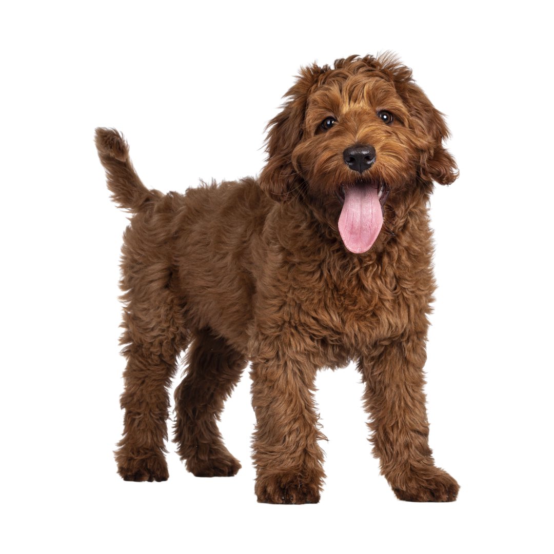 TrustedPups's tweet photo. Welcoming a new puppy into your home comes with the joyous task of choosing the ideal name. This blog provides five essential tips to guide you through the process.

https://t.co/dhkoPv4NnY

#PuppyNaming #PetNames #FurryFriends https://t.co/LBHYhFO0g6