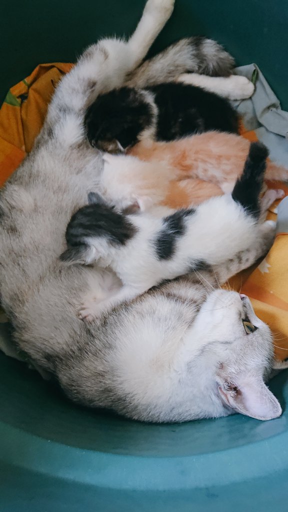 SMOKEYEES's tweet photo. Rahayu dan 5 bocil kematian ❤️❤️ https://t.co/Zr70azFbhQ