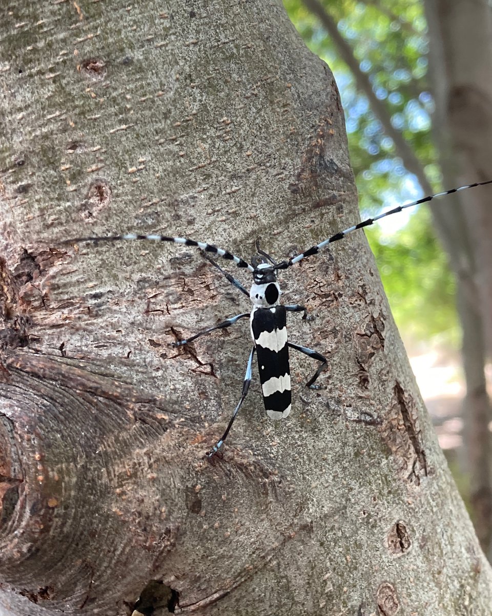 Richcraftstudio's tweet image. How cool! We saw this on our trip on the Deschutes…apparently it’s considered a vulnerable species…buff.ly/45lowAC

#voiceover #voiceactor #elearning #videoproduction #corporatetraining #narration #audiobook #audiobooks #ACX #Audible #animation #journal