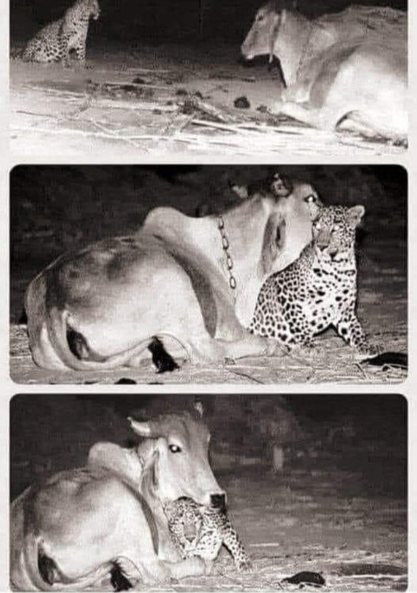 SerraoMarcus's tweet image. A farmer put a camera because he heard the dogs barking every night. The leopard's mother had died when they were only 21 days old &amp;amp; since then the cow had fed the leopard with her milk. Therefore, the leopard thinks that the cow is her mother and comes every night to see her