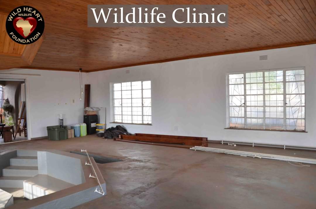 Very proud of our #Wildlife #ClinicToBe 🐾🐾
Funds Needed: 🐾🐾 (Donations are tax deductible in RSA) Read more at backabuddy.co.za/champion/proje… #WHWF #EthicalConservation #WildHeartAfrica #WildlifeRescue #WildAndFree #RescueOneByOne #NoWildBabyLeftBehind