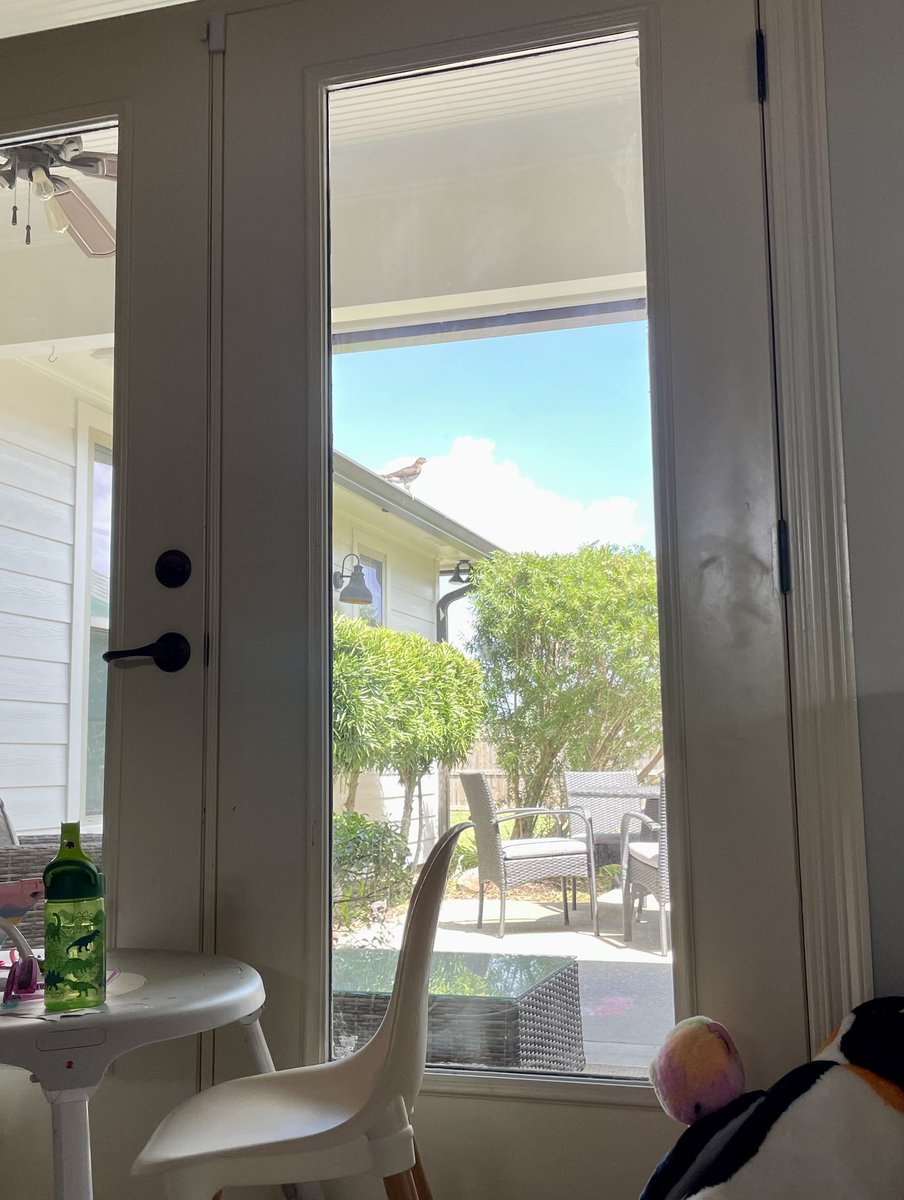 SolomonRDavid's tweet photo. Looks like #TeamBird is sending their Bird of Prey class enforcers to keep an eye on us until we move out! #BirdsVsFish https://t.co/1fMmzobT5x