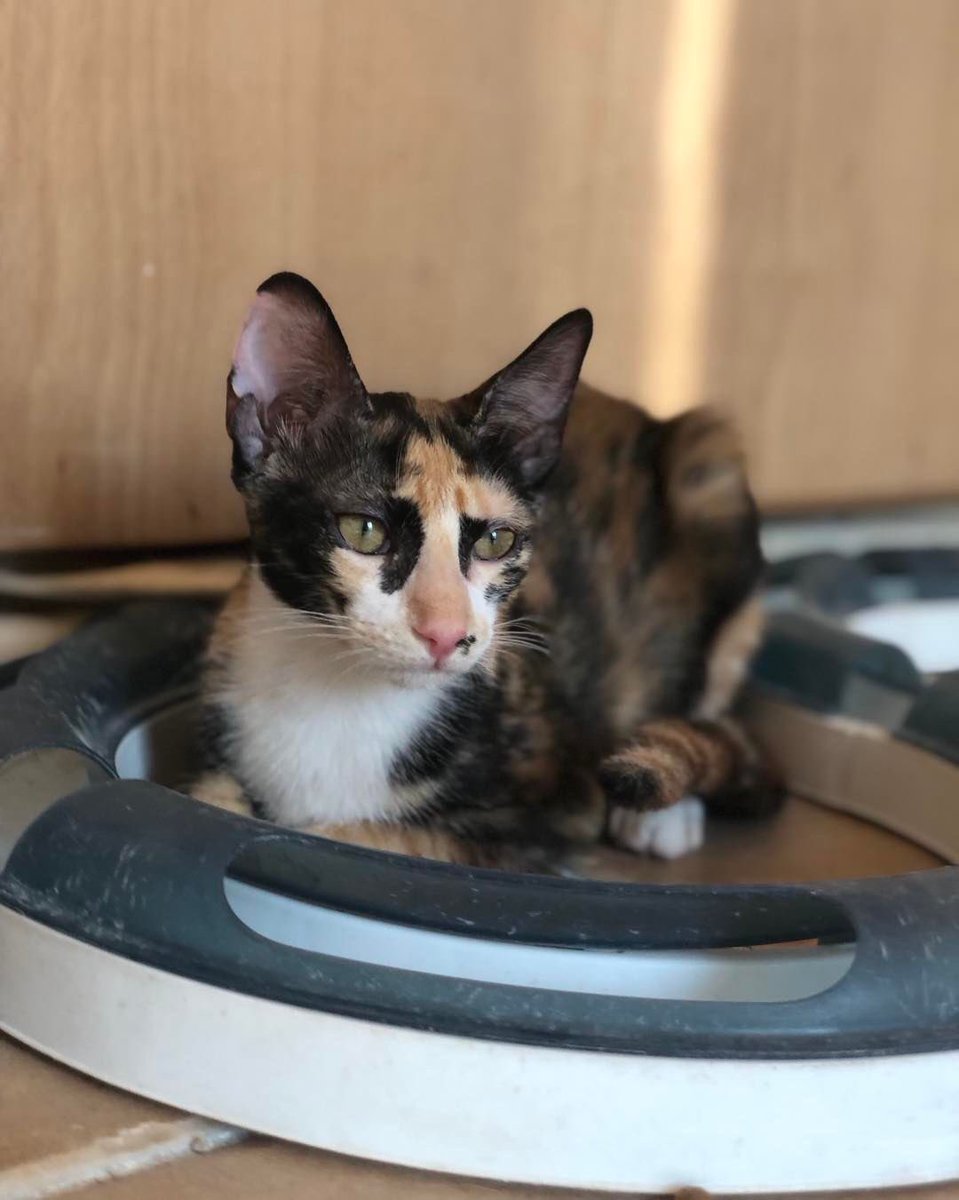 Necesitohogares's tweet photo. Sigue invisible 😞 es una gatita 🐱 de marzo 😉 es buena , cariñosa y juguetona 😌 te animas a adoptar ? Está en valencia 617575548 solo Wasap https://t.co/ogBTlaeU08