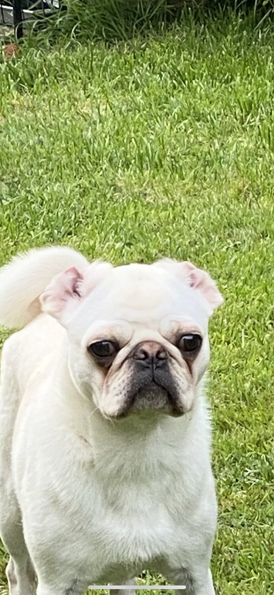 MadleeRage29's tweet photo. Has anyone seen one’s ears?
Love #FuntimeFrankie ♥️ https://t.co/Xsl7gI7u6H