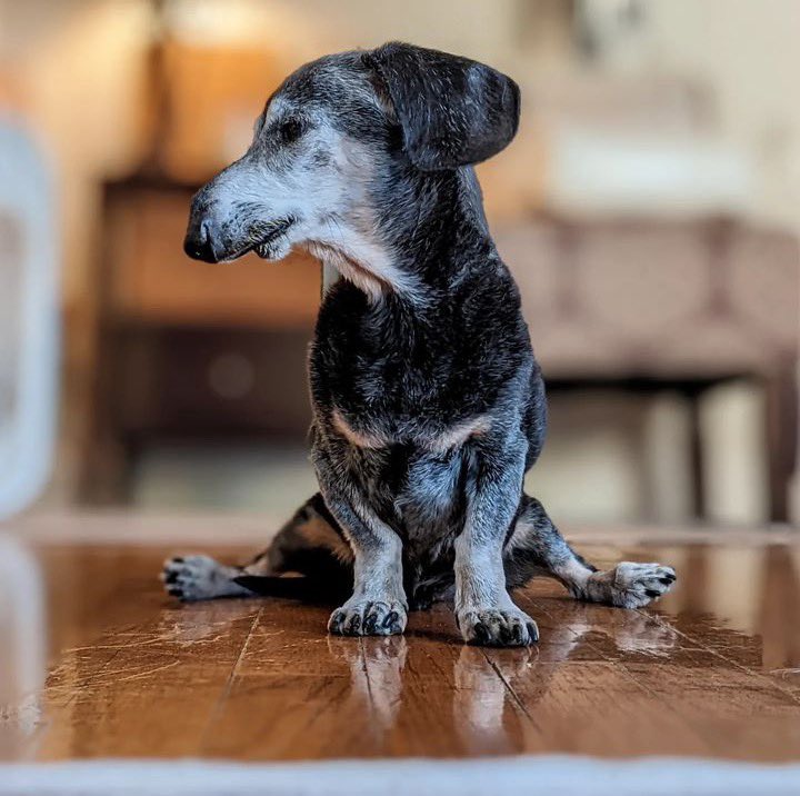 dog_rates's tweet photo. This is Fonzie. He found his forever home at 18. Now he's almost 22. Thinks the secret to a long life is living it to the fullest. And also naps. 14/10 #SeniorPupSaturday https://t.co/rFnn2hagxn