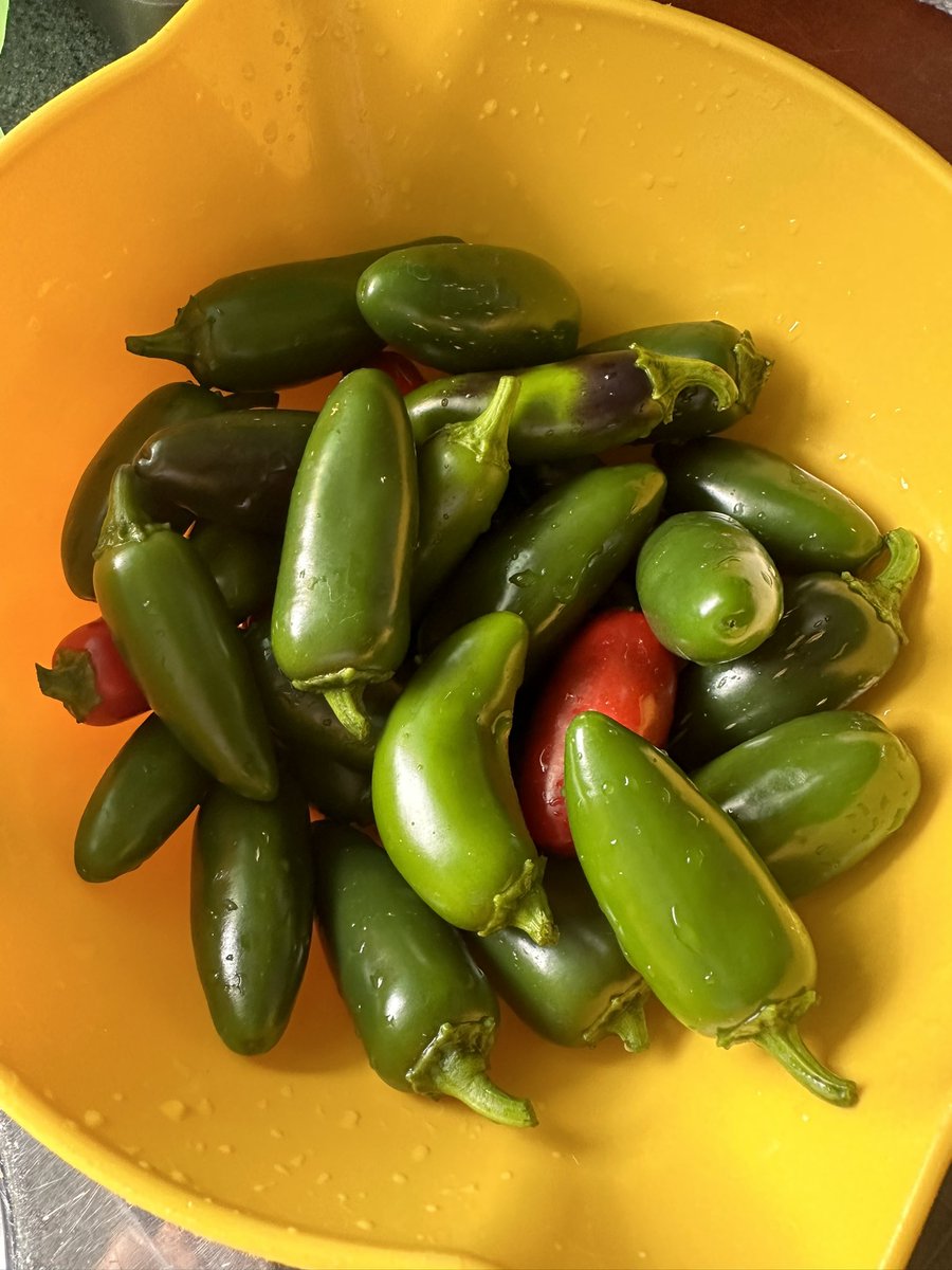 Shellsez's tweet photo. This morning’s jalapeño harvest from my garden 🌶️ https://t.co/RxJeleD7ZR