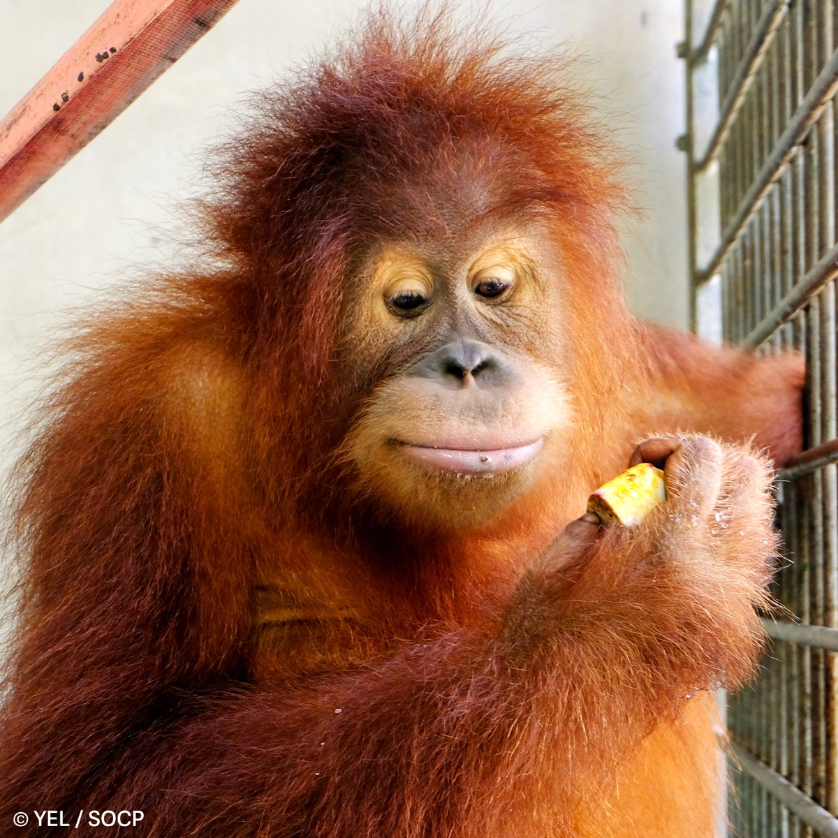 paneco_ch's tweet photo. Noch eine Woche bis zum #WorldOrangutanDay2023. Bis dahin stellen wir den #OrangUtan hier in den Fokus. Den Anfang macht unser Patentier Otan. Willst du auch Pat:in von Otan werden? Hier kommst du zur Patenschaftsseite: https://t.co/GdkVyjRmfs
@socp_tweets #SOCP #SaveOrangutans https://t.co/CZlCak5SHl