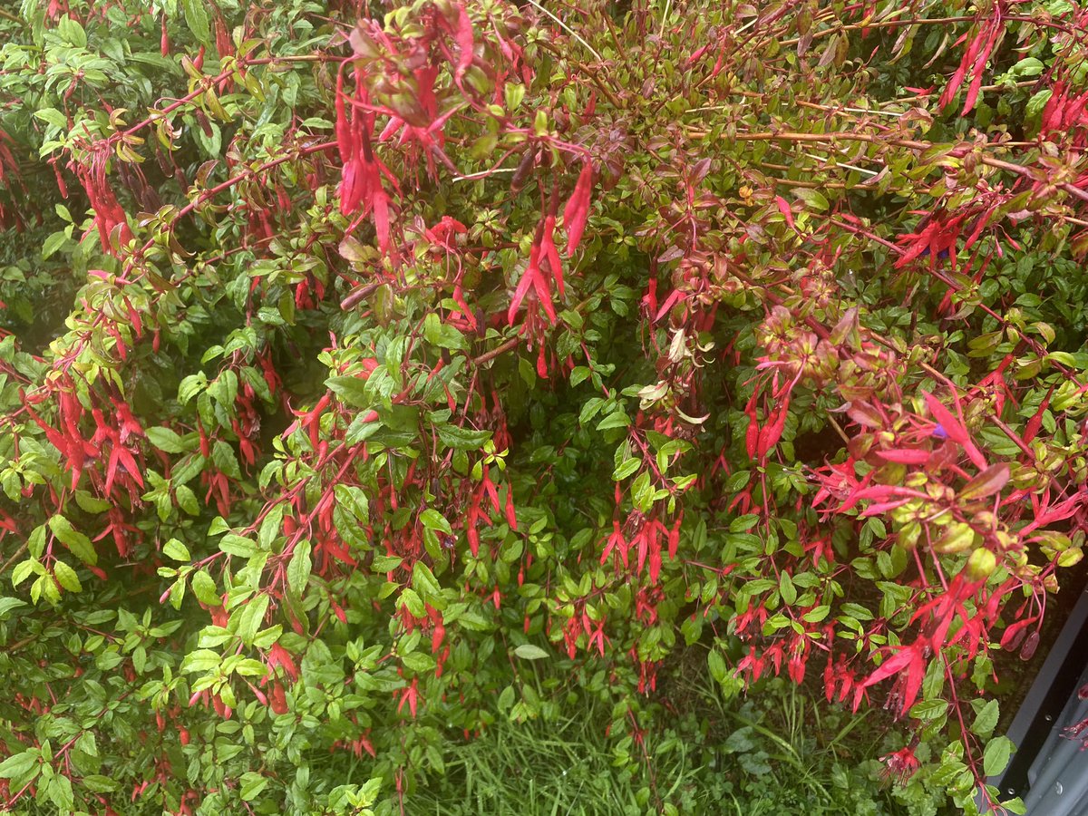 jackiemcguin's tweet photo. Day 1685 of #1700daysofwalking #Cleveragh Heavy blustery shower when out walking. Nowhere to shelter so kept going 🤦♀️☔️ #365crew #Sligo https://t.co/q3tpSszu2q
