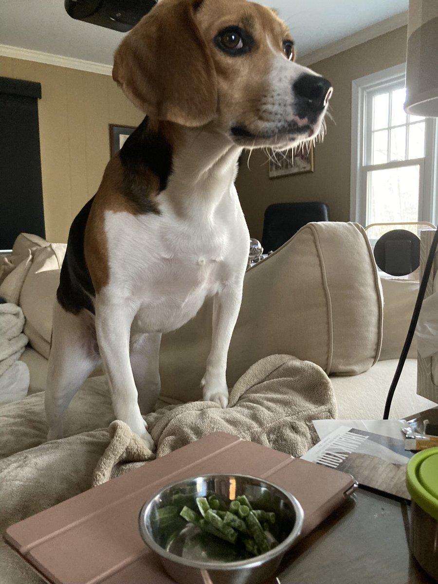 beaglelucylooo tweet media