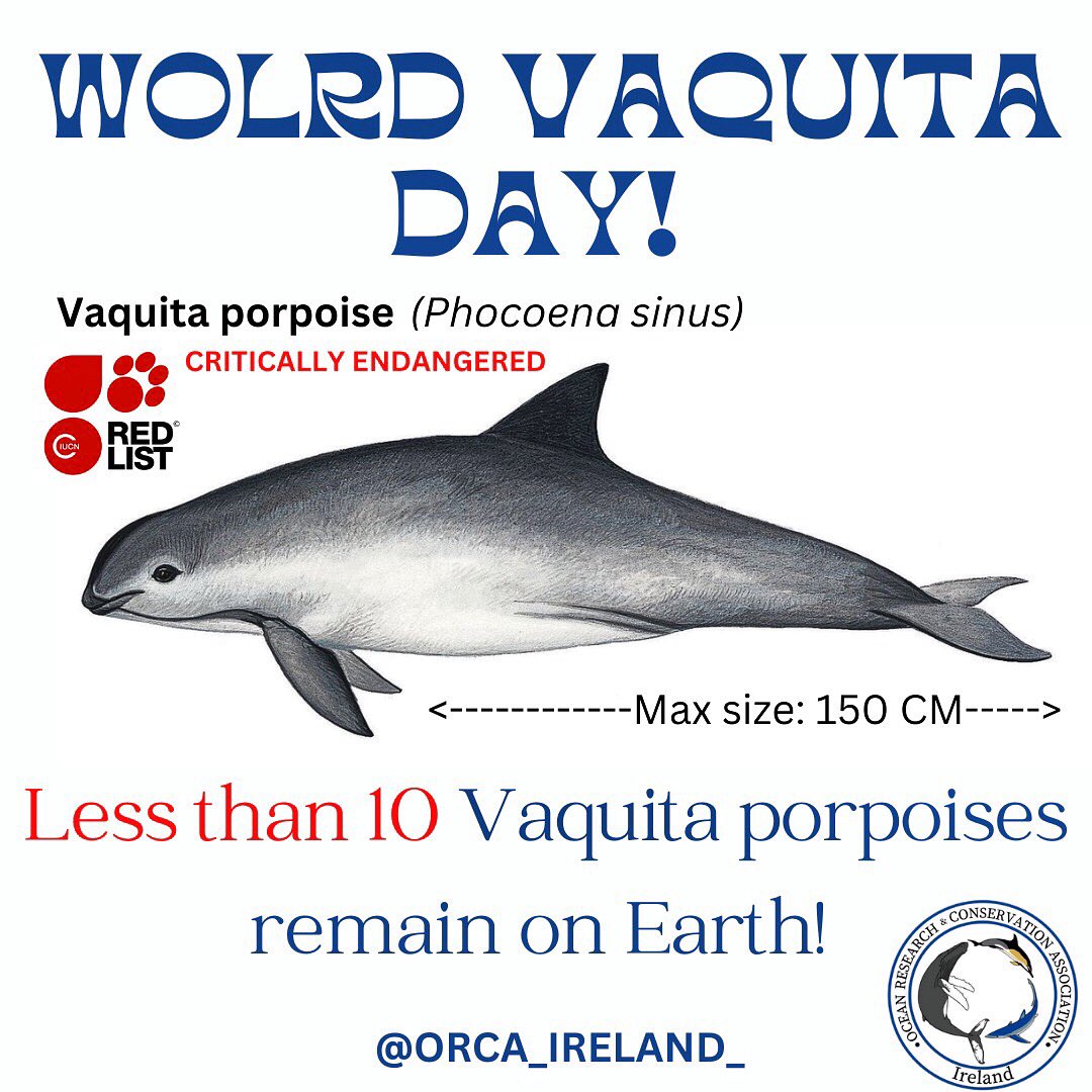 World Vaquita Day 🌎 🐬 aims to raise awareness of the tragic decline of the Vaquita porpoise (Phocoena sinus).

It is estimated there are only 6 Vaquita porpoises left on Earth! 

To find out more visit orcaireland.org 🌎☝️

#WorldVaquitaDay #ORCAIreland