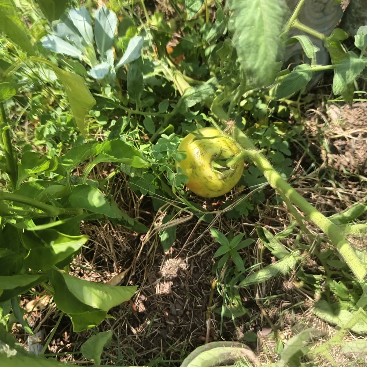 Garden update!!!! #greenpepper #tomatoes #parsley