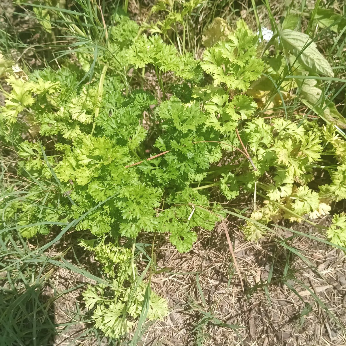 Denise Ruff tweet media