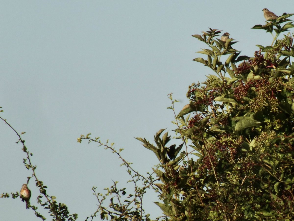 Linnet Conservation tweet media