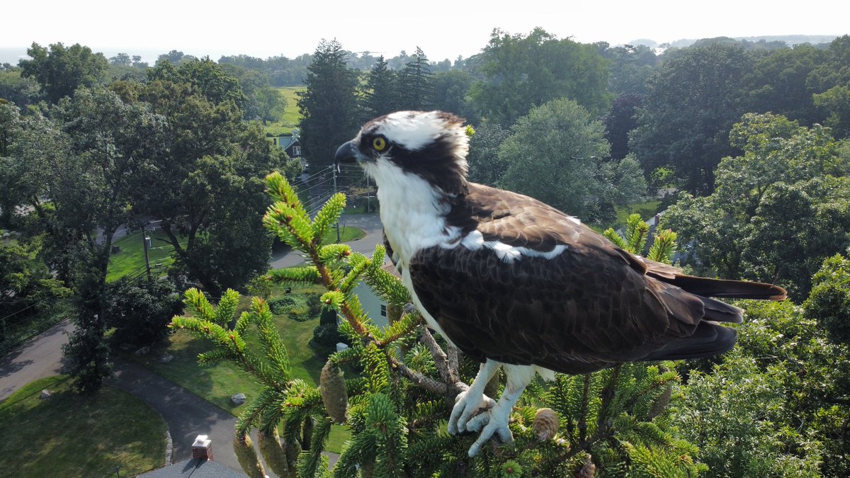 cduffyace's tweet photo. WoW...Osprey outside my Window!

Listening to "Beautiful Girl" INXS https://t.co/lrHjHpcmxO